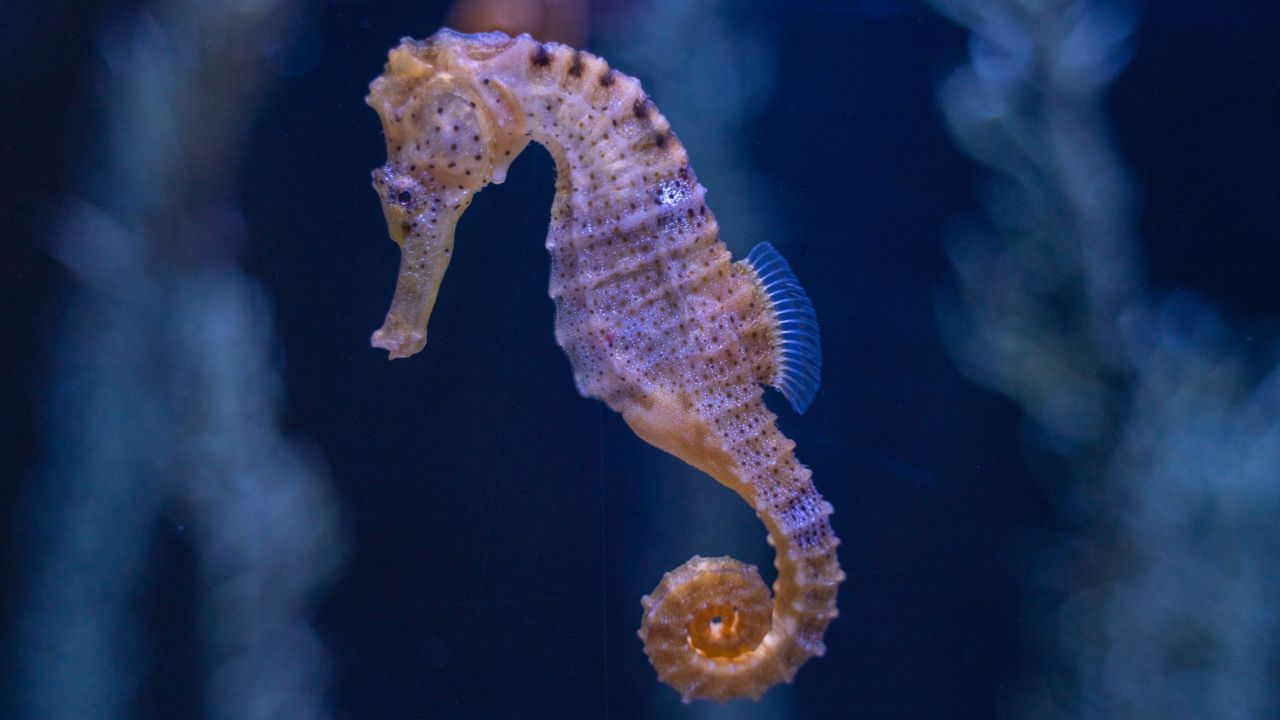 Seahorse Fact Sheet | Blog | Nature | PBS