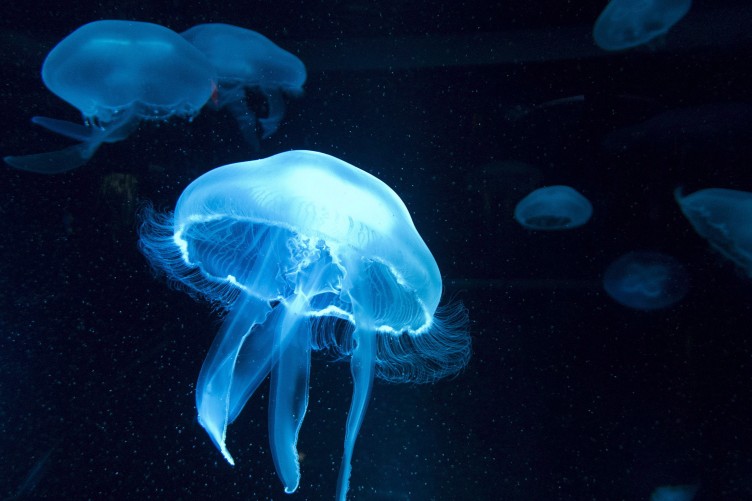 Jellyfish are freaks of nature that could take over the world's oceans