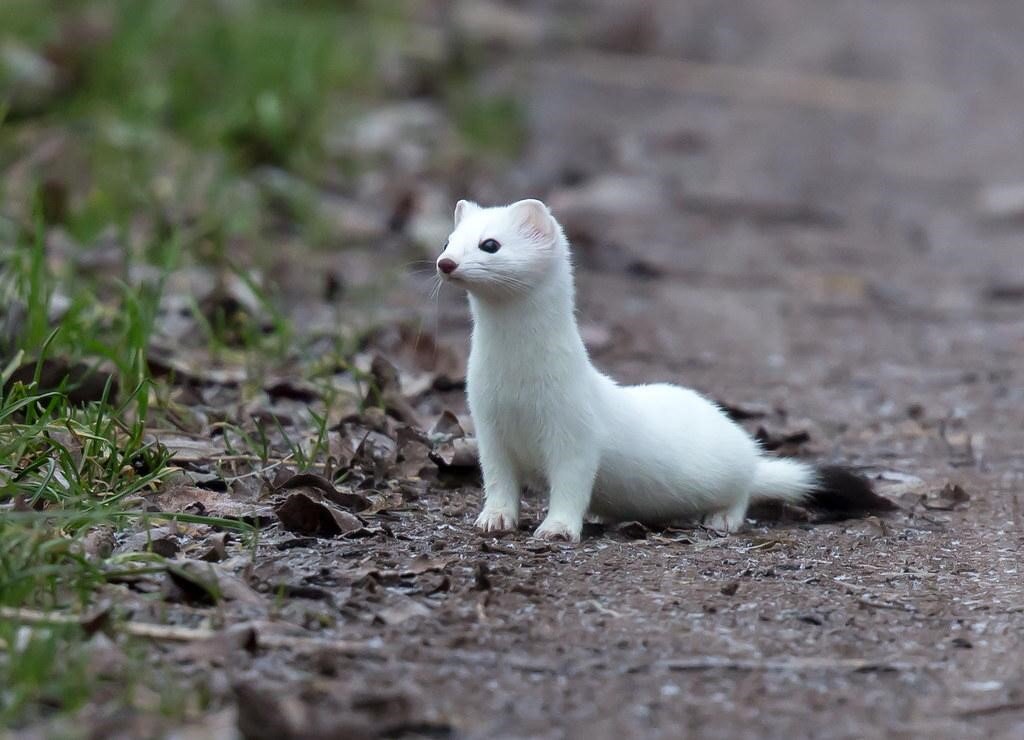 ermine.jpg