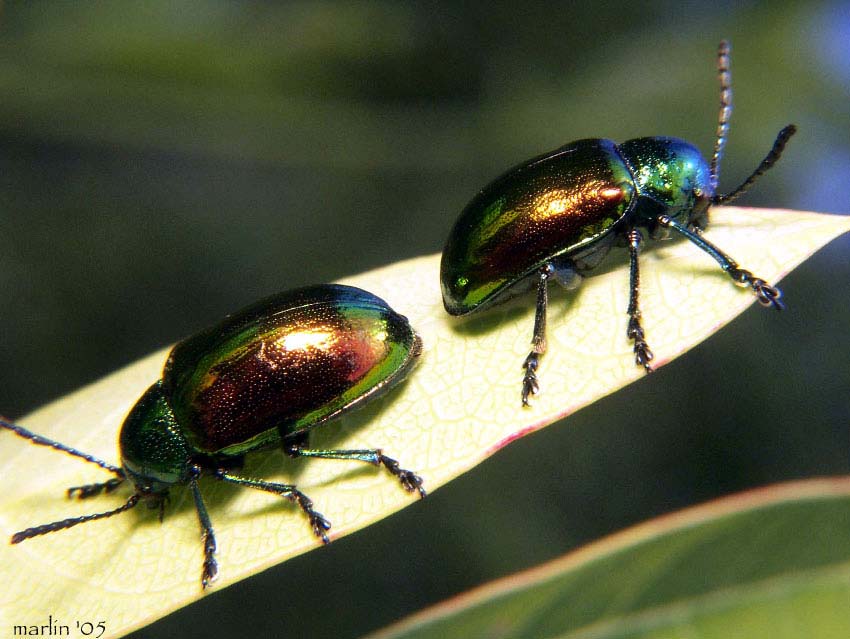 dogbane_leaf_beetle2.jpg