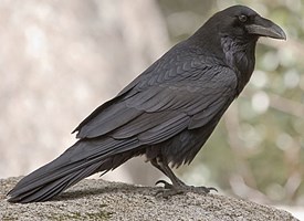 common_raven_glamor.jpg