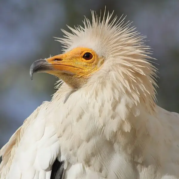 neophron-percnopterus-cologne-zoojpg.webp