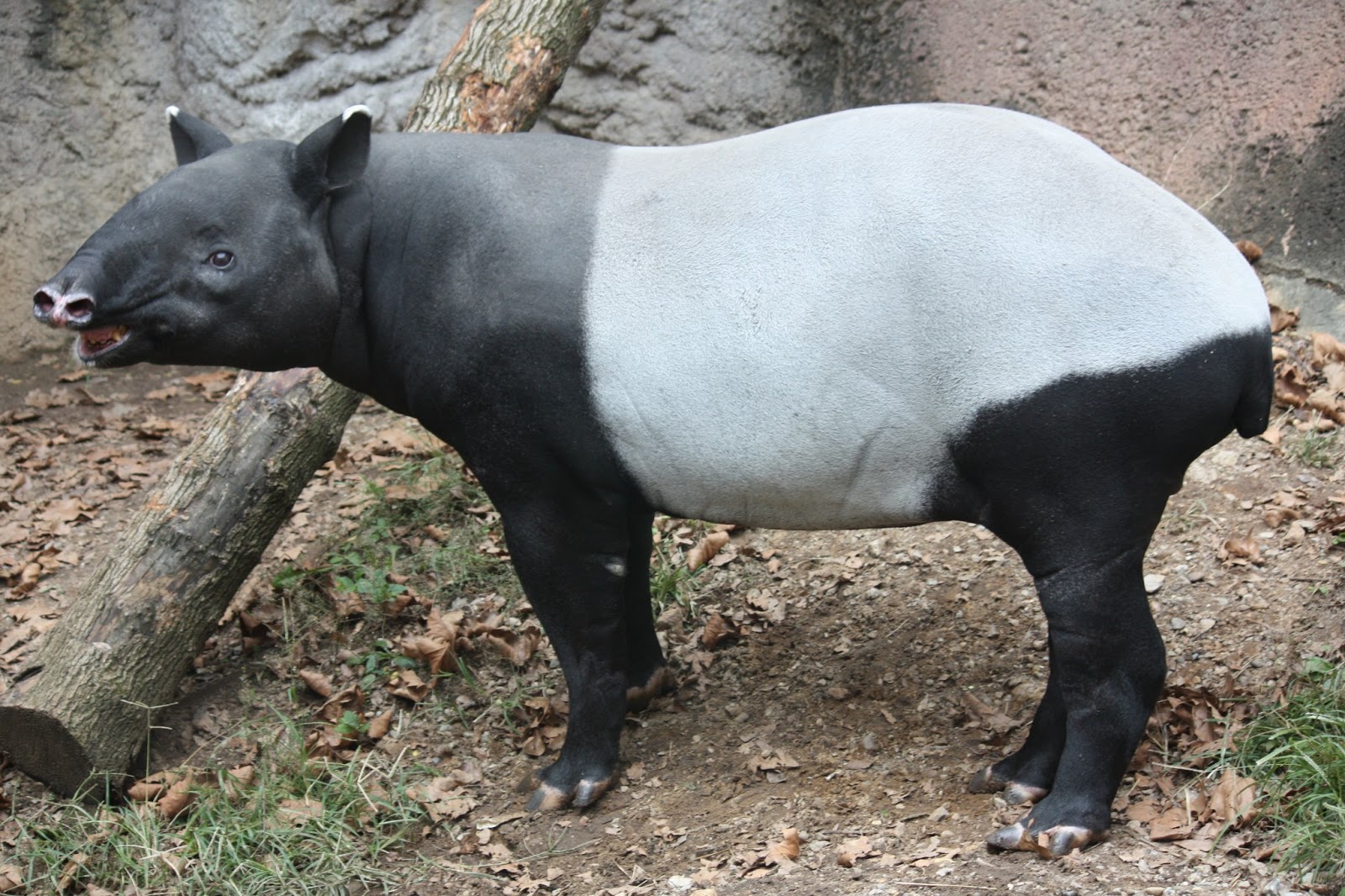 Tapir+7.jpg