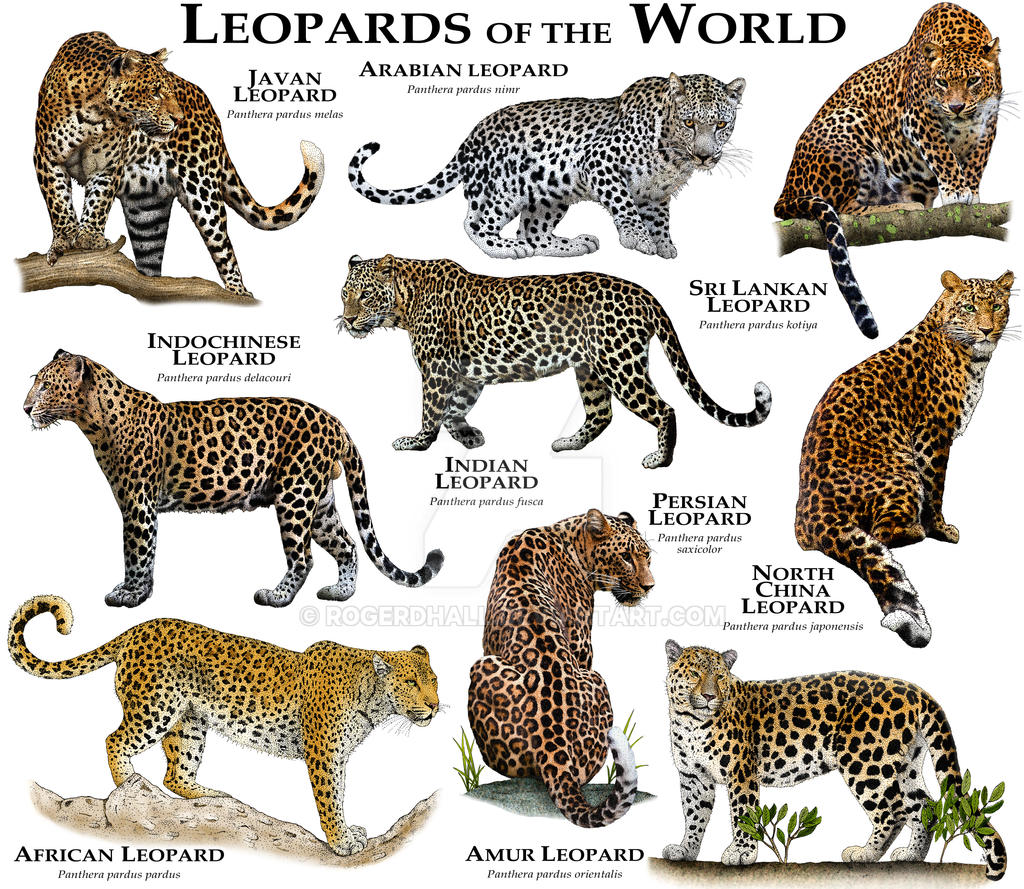 leopards_of_the_world_by_rogerdhall-d8vmvxa.jpg