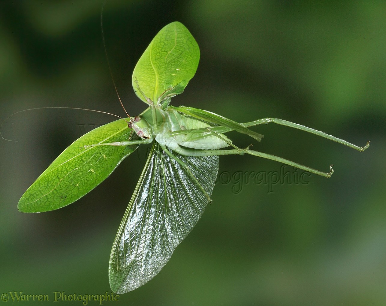 27658-Katydid-in-flight.jpg