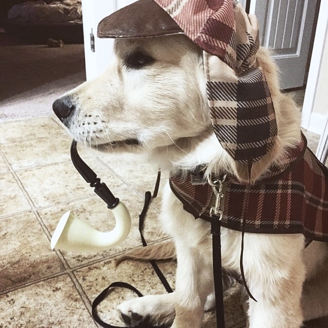 Sherlock Houndstooth Dog Costume