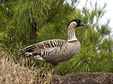 220px-Branta_sandvicensis_LC399.jpg