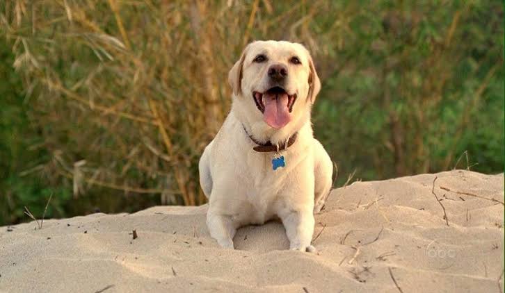 Just a reminder that Vincent, the dog from Lost, is still alive. The dogs  real name is Madison and she is 20 years old. What a legend. : r/aww