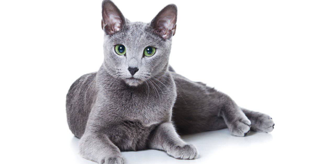 Russian-Blue-isolated.jpg