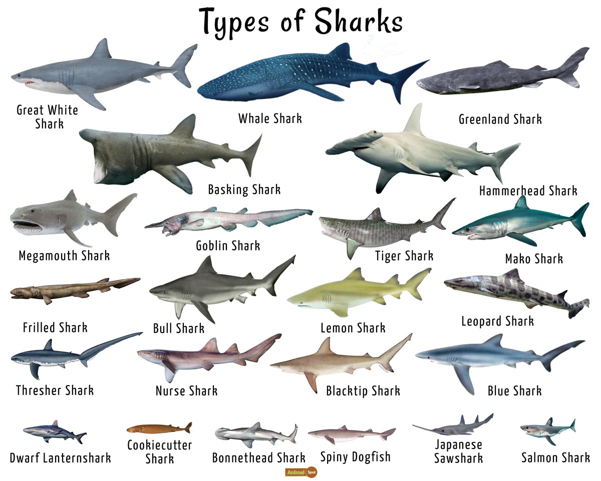 Types-of-Sharks.jpg