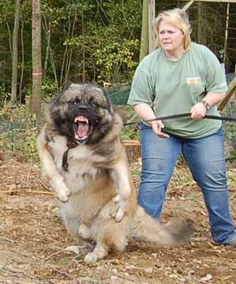 Caucasian+Shepherd+Dog+28.jpg