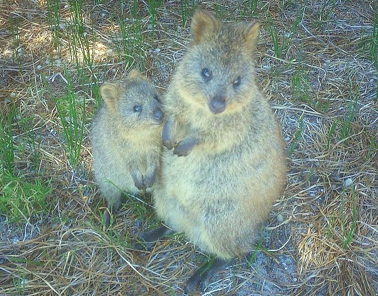 quokka5.jpg