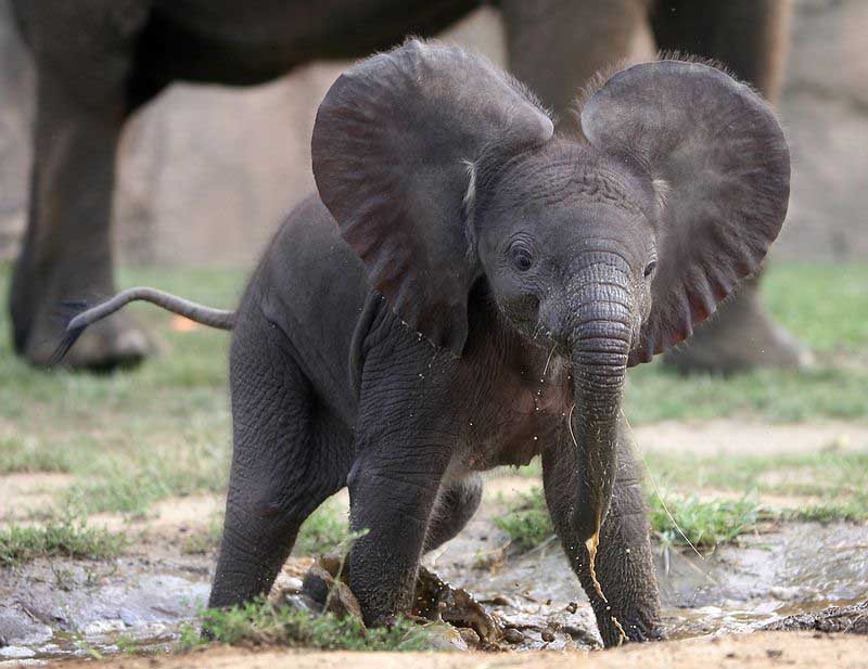 adorable-baby-elephant-10.jpg