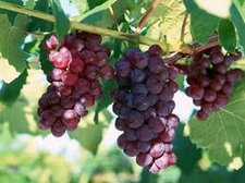 grapes.jpg