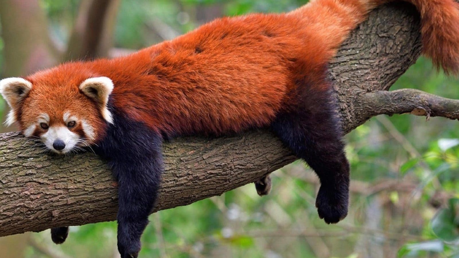 red-panda-166330837216x9.jpg