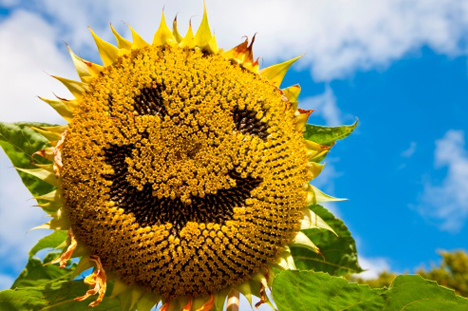 smiling-sunflower.jpg