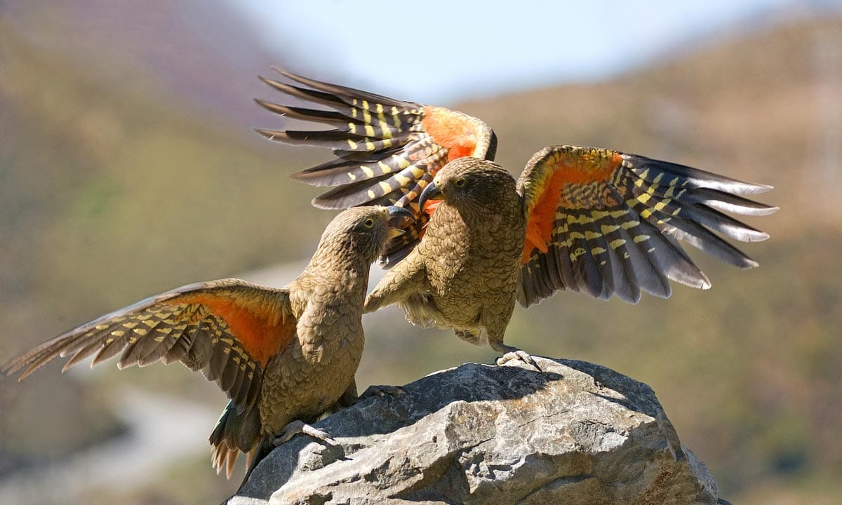 kea-playing-together.jpg