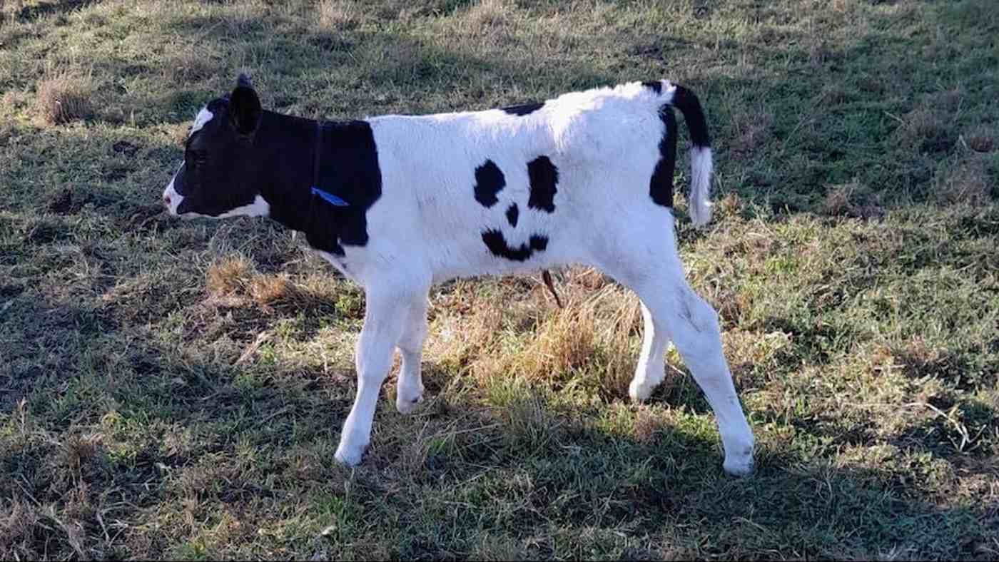 Happy-the-Cow-Bellbrooke-Holsteins-released.jpg