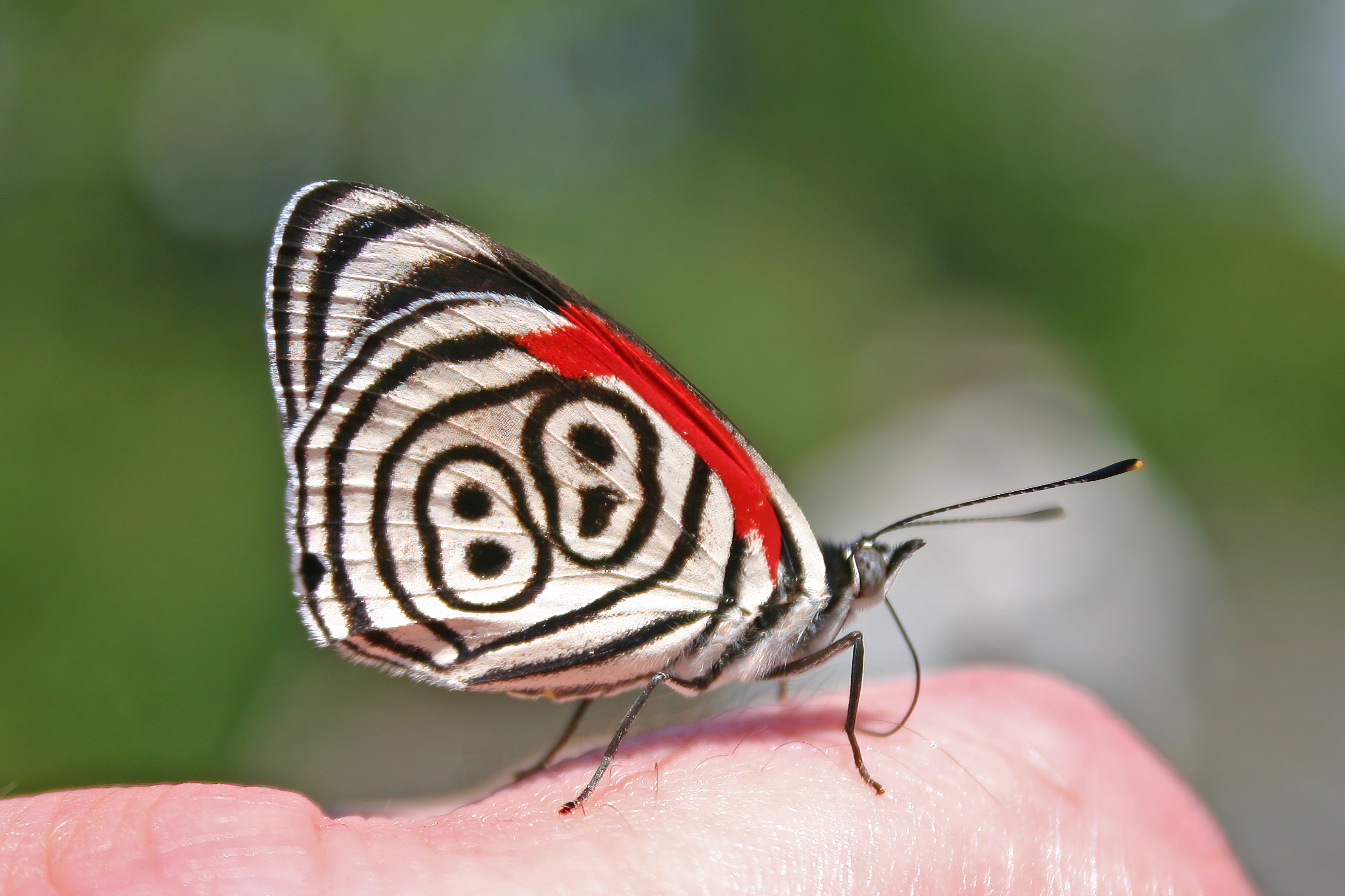 Eighty-eight_Butterfly_(Diaethria_anna).JPG