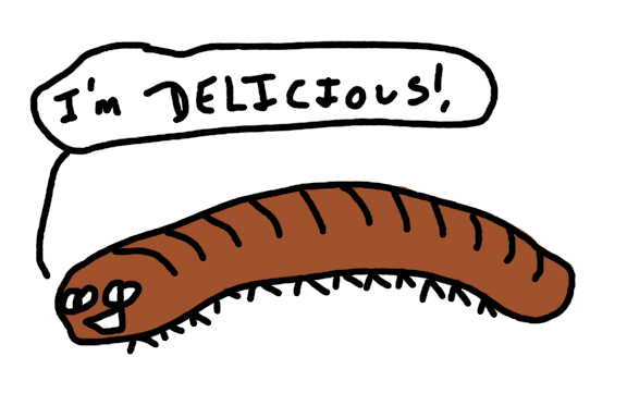 mealworm.jpg