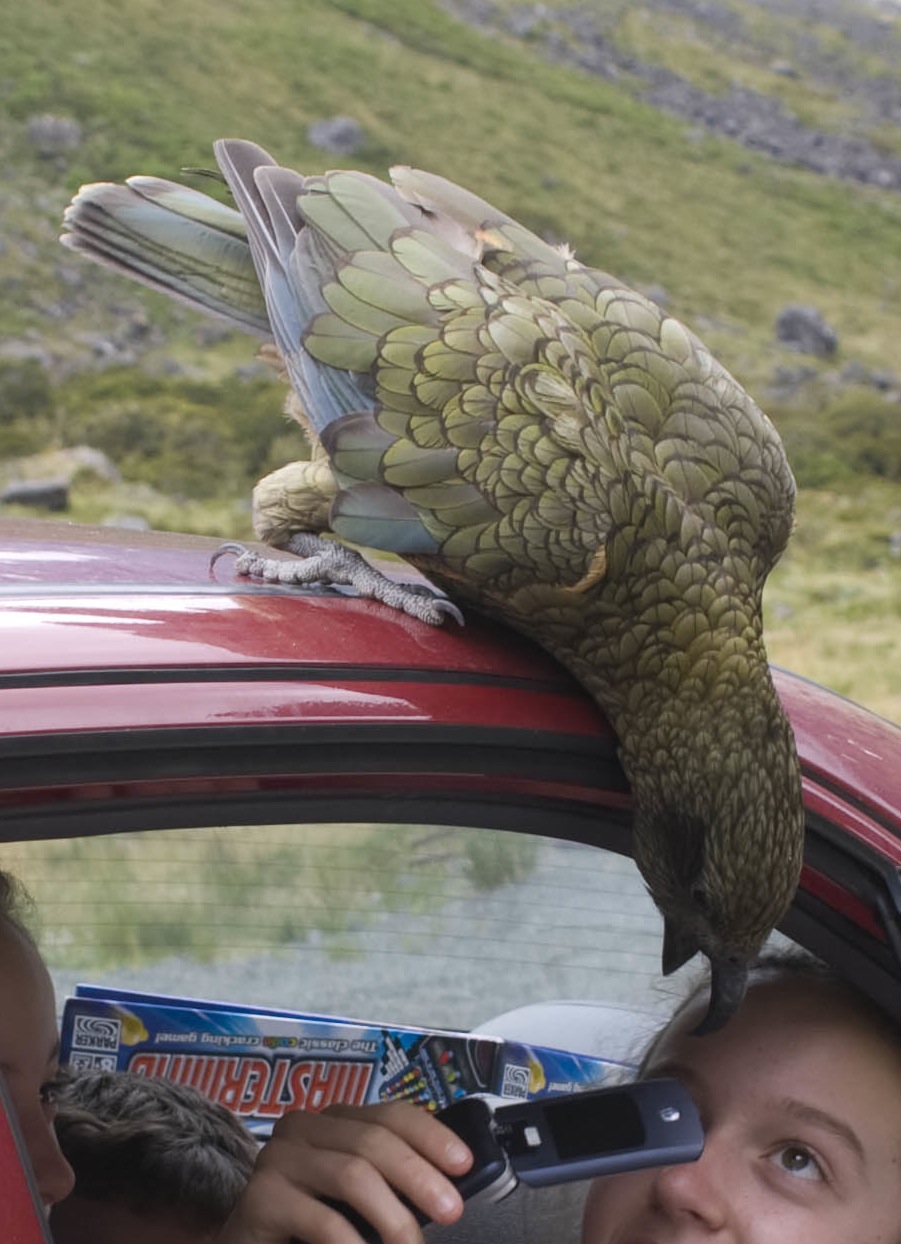 Bold_kea_close-up.jpg