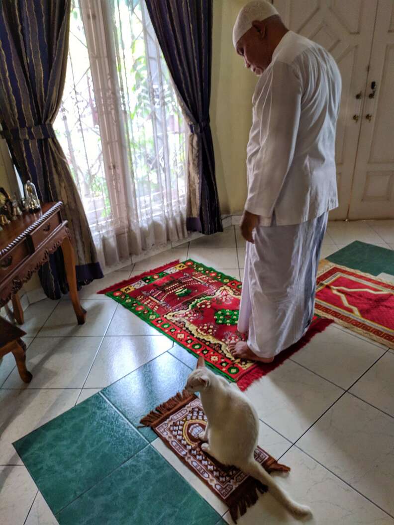 Cat Prays With Family Every Day - The Dodo