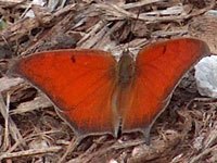 leafwing-image-01.jpg