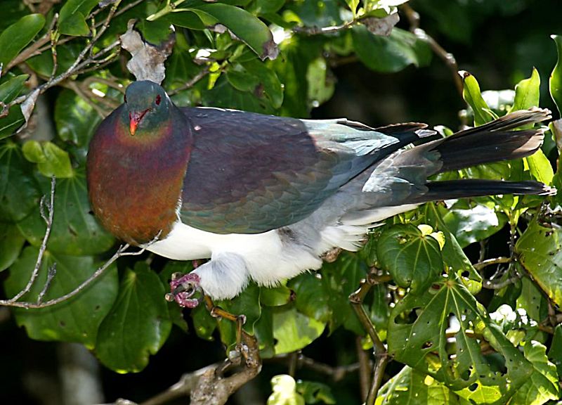 NewZealandWoodPigeon.jpg