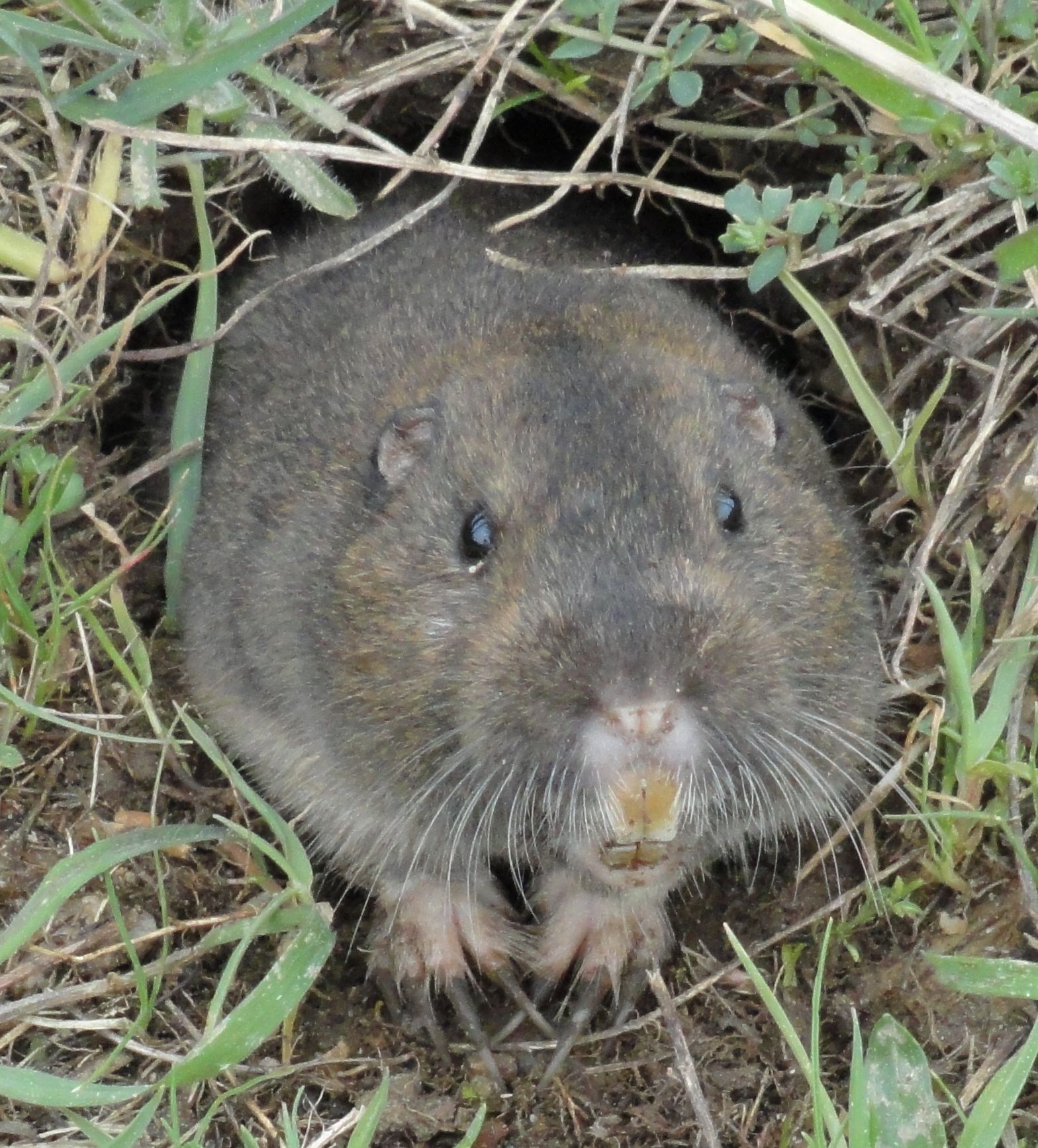 Pocket-Gopher_Ano-Nuevo-SP.jpg