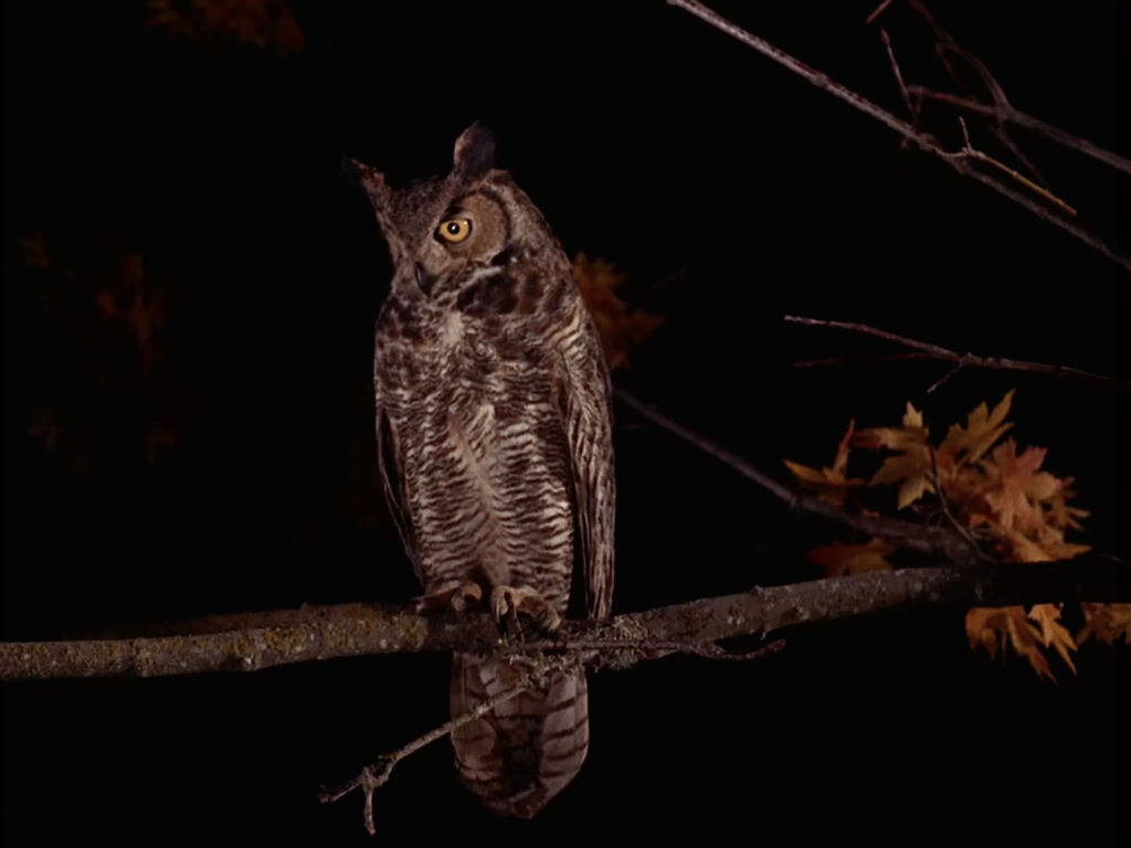 All in the Details - The Owls of Twin Peaks | TWIN PEAKS BLOG