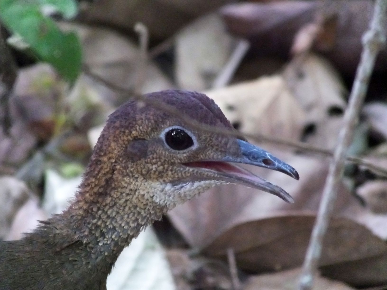 Great-Tinamou-head.jpg