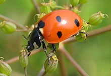 220px-Lady-beetle-close-up.jpg