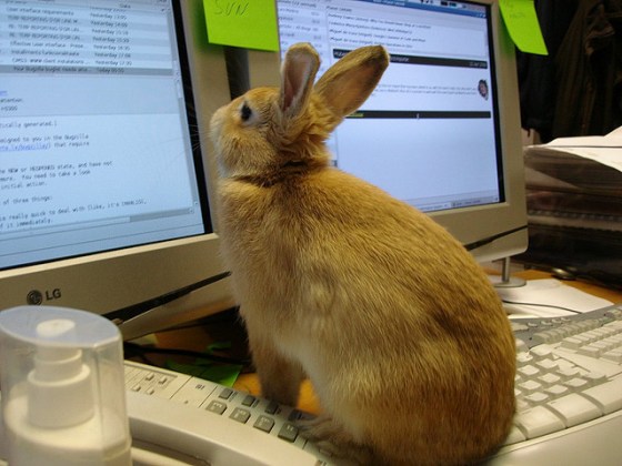 workingrabbit.jpg