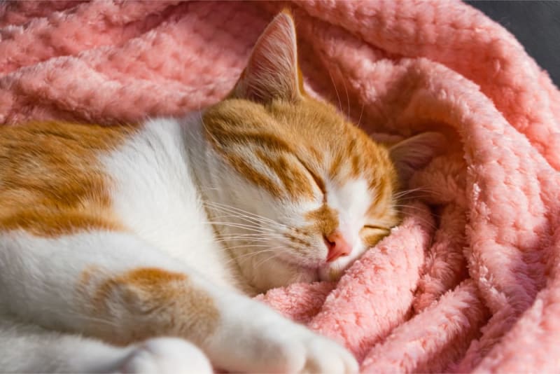 My Cat is Sleeping Constantly: Is this Cause for Worry? | Clemmons Vet