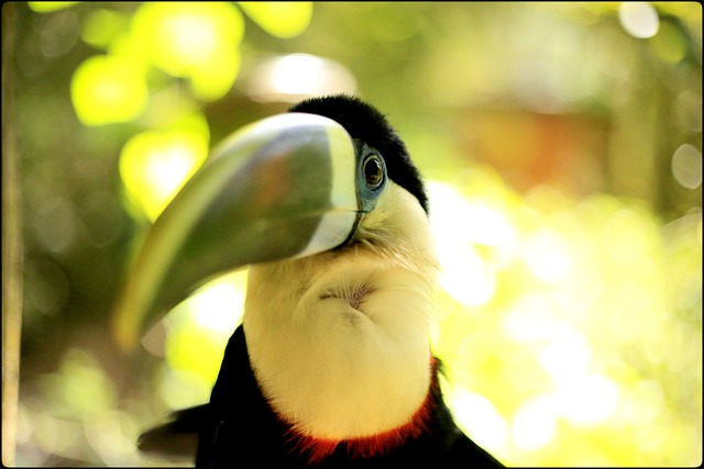 toucan-747563_640.jpg