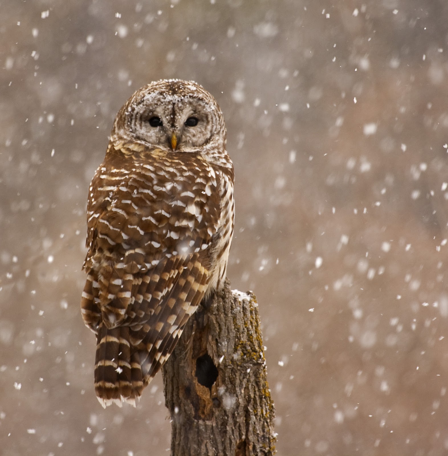 Barred+Owl.jpg