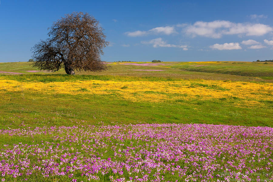 wildflowers-and-oak-tree-spring-in-central-california-ram-vasudev.jpg