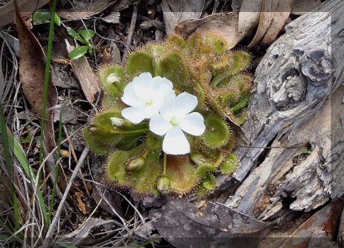 Drosera_whittakeri_small.jpg