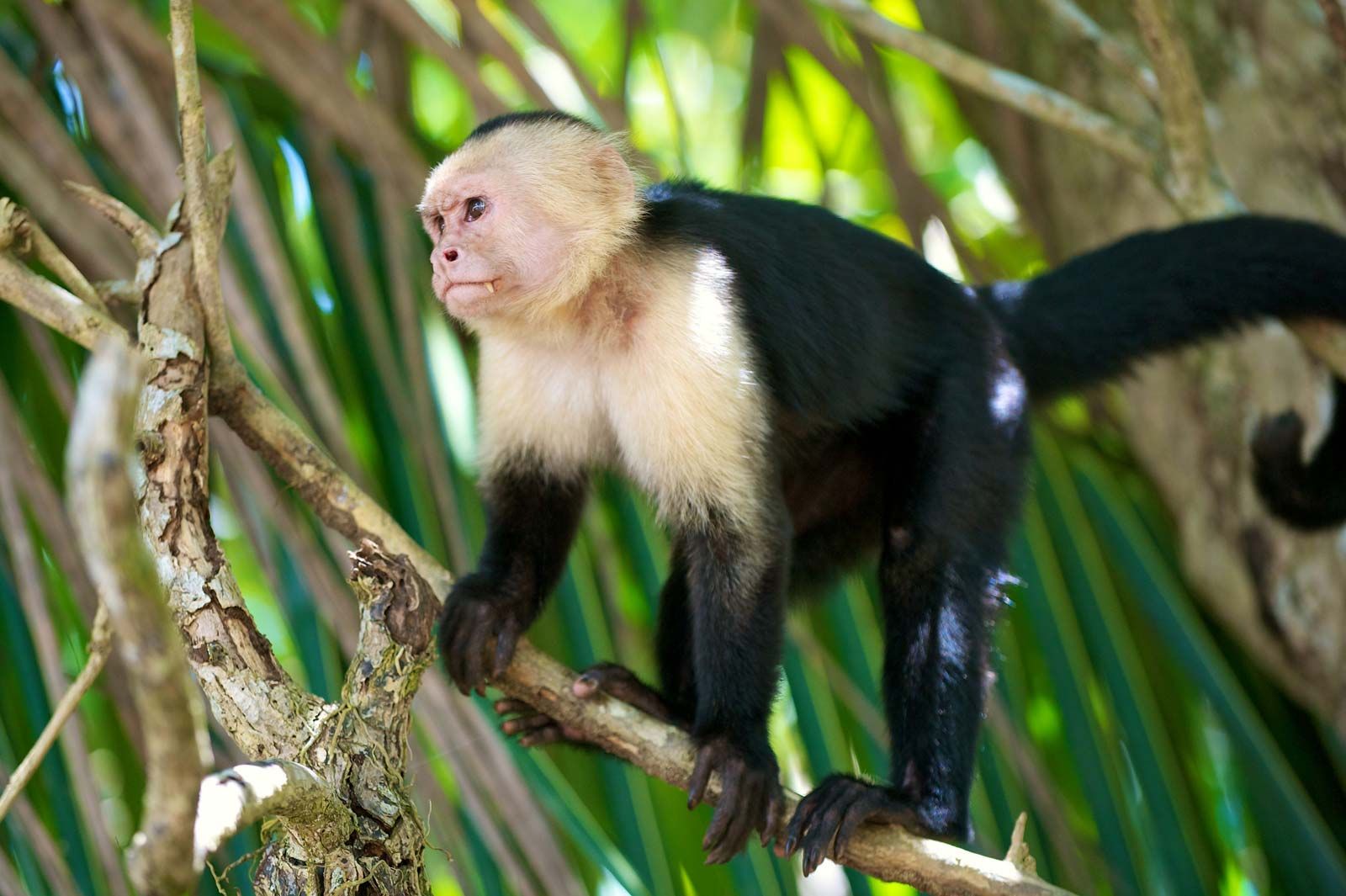 capuchin-monkey.jpg