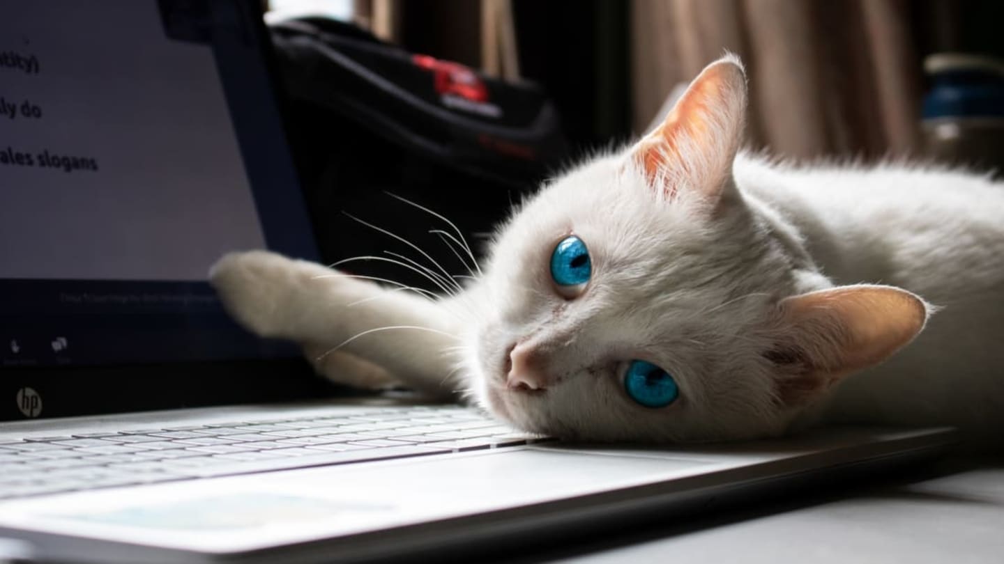 Why Does My Cat Love to Sit On My Computer? | Mental Floss