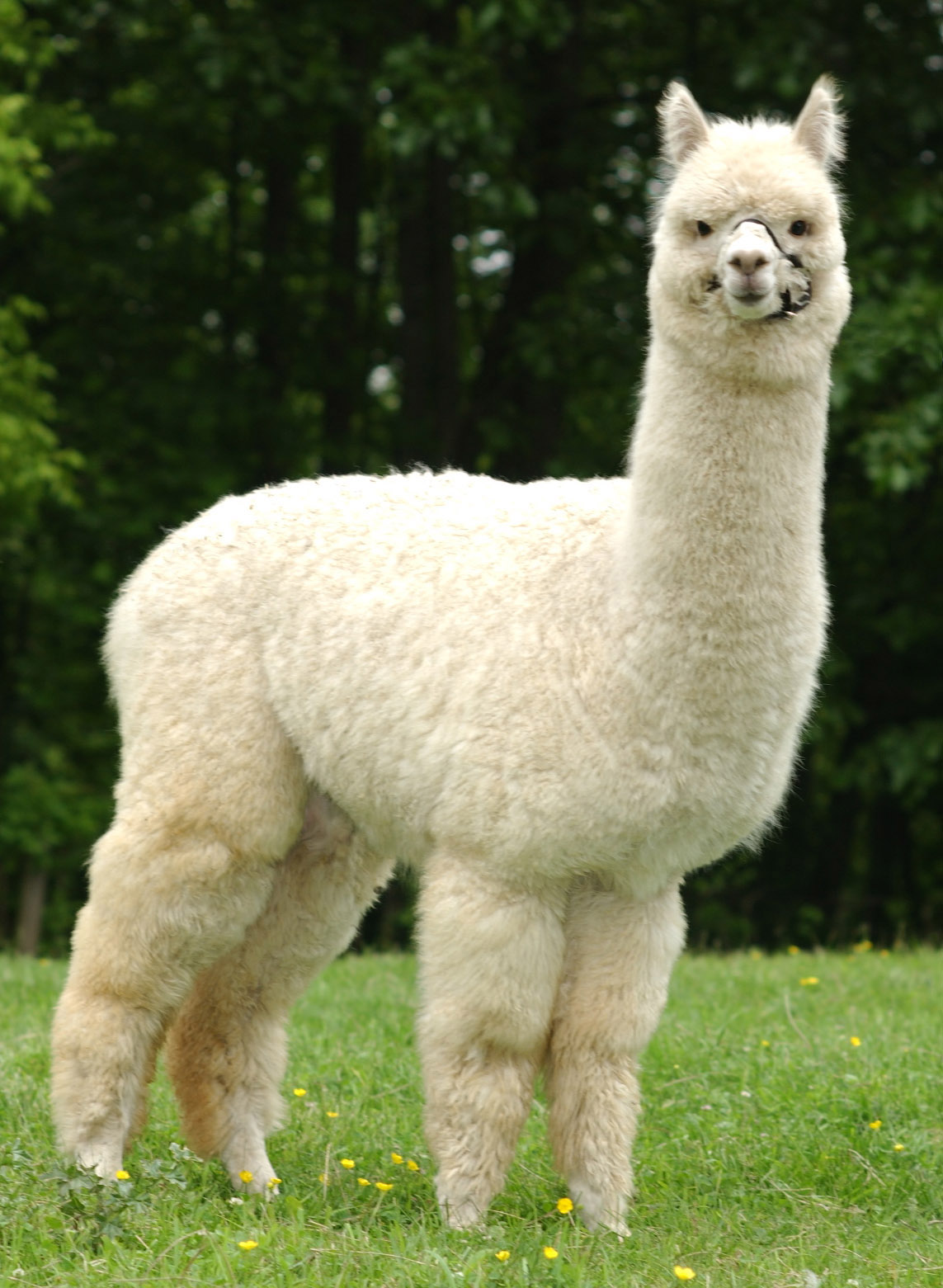 Alpaca-Lovely-Animal.jpg