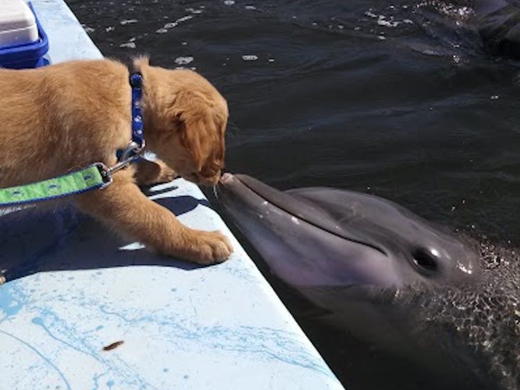 A Dog and a Dolphin in Florida Have an Unexpected Friendship