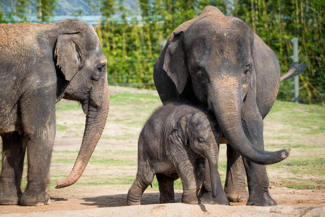 Asian-Elephant-0642-9620.jpg