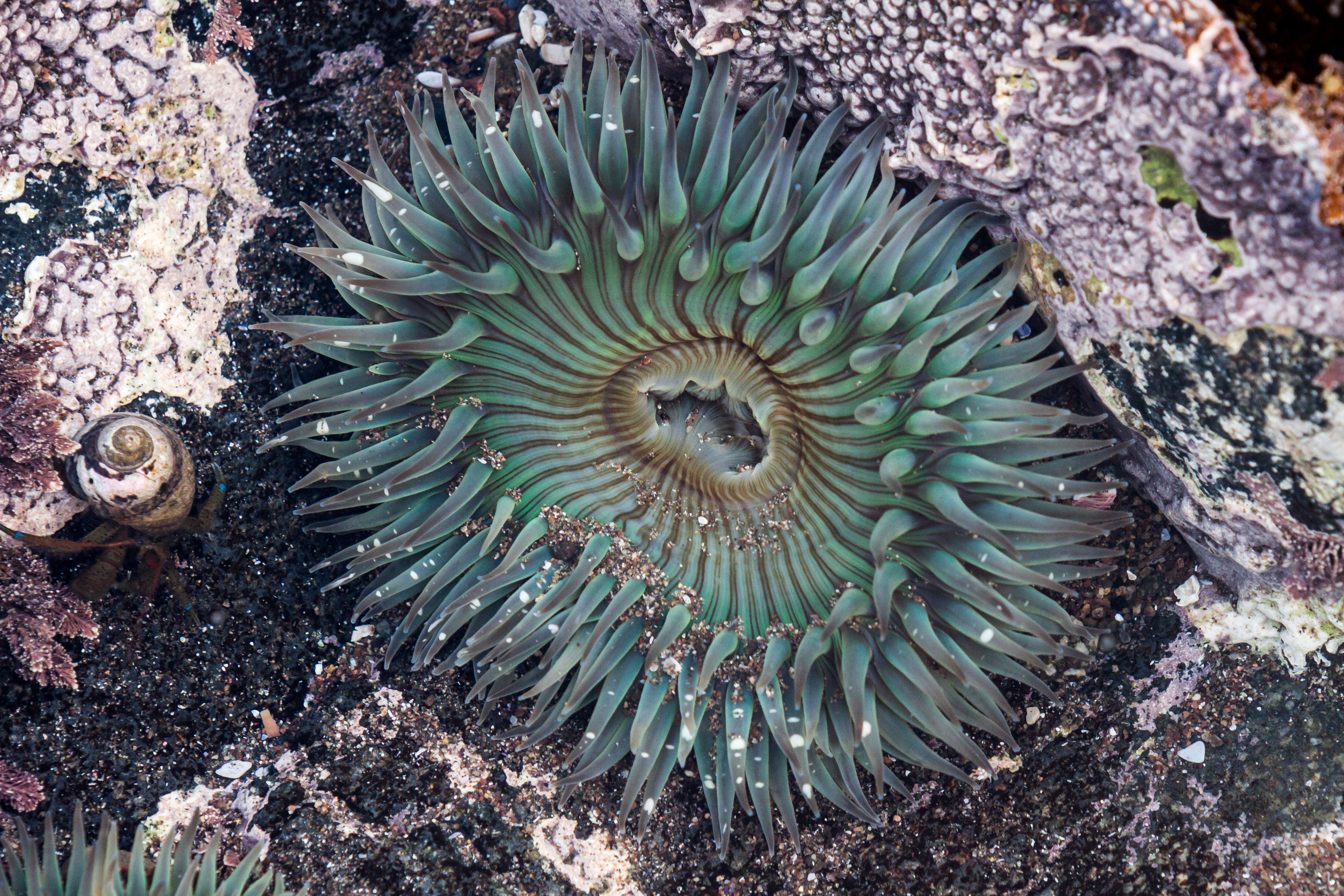 Sea_anemone_baja_california.jpg