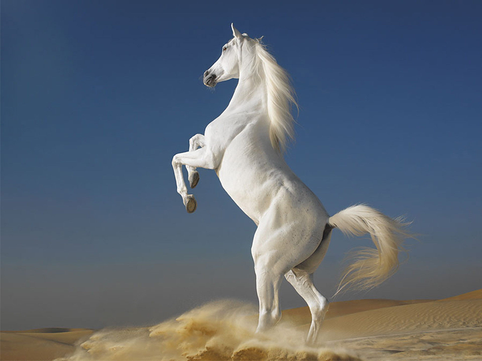 White-Horse-horses-35203592-1920-1440.jpg