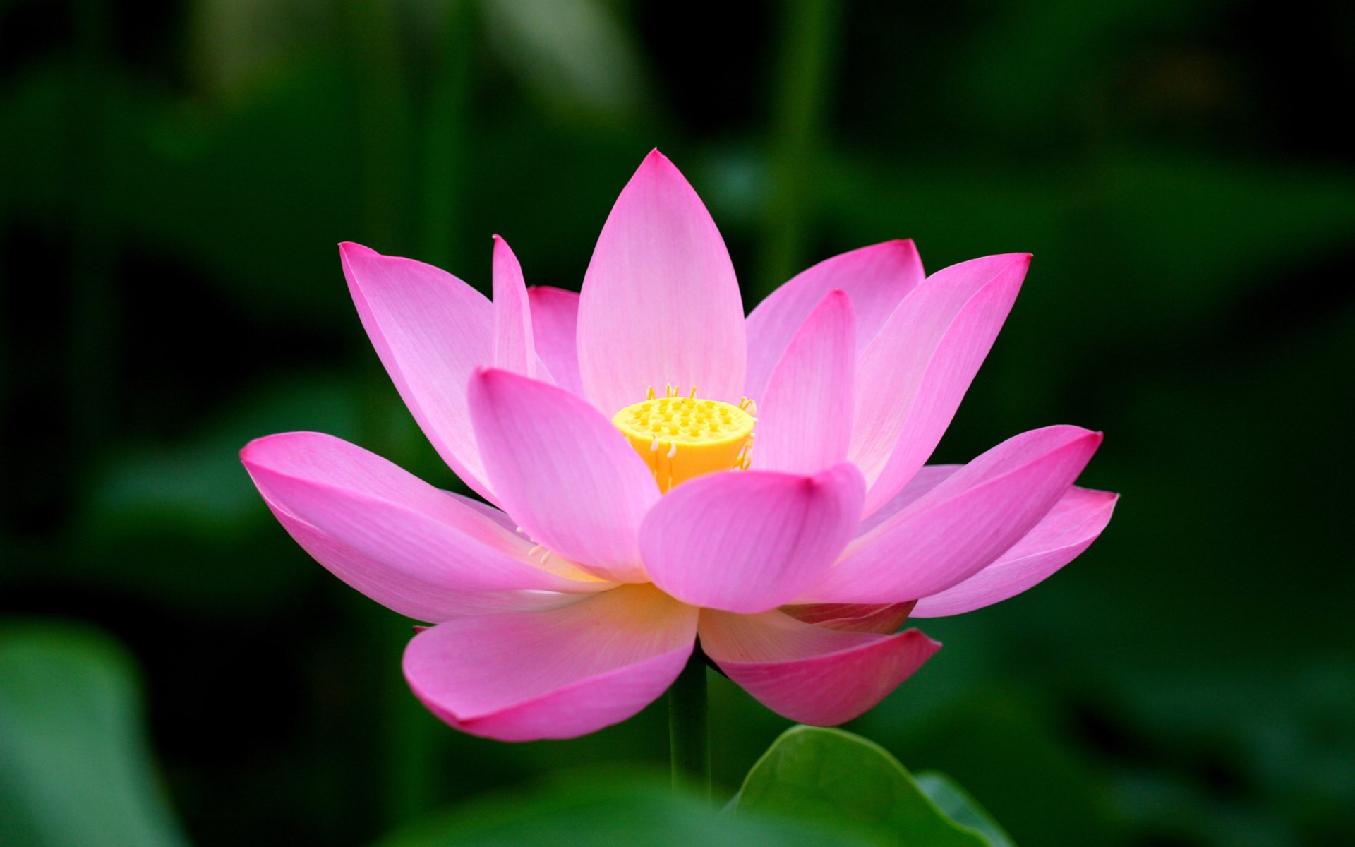 beautiful_pink_lotus.jpg