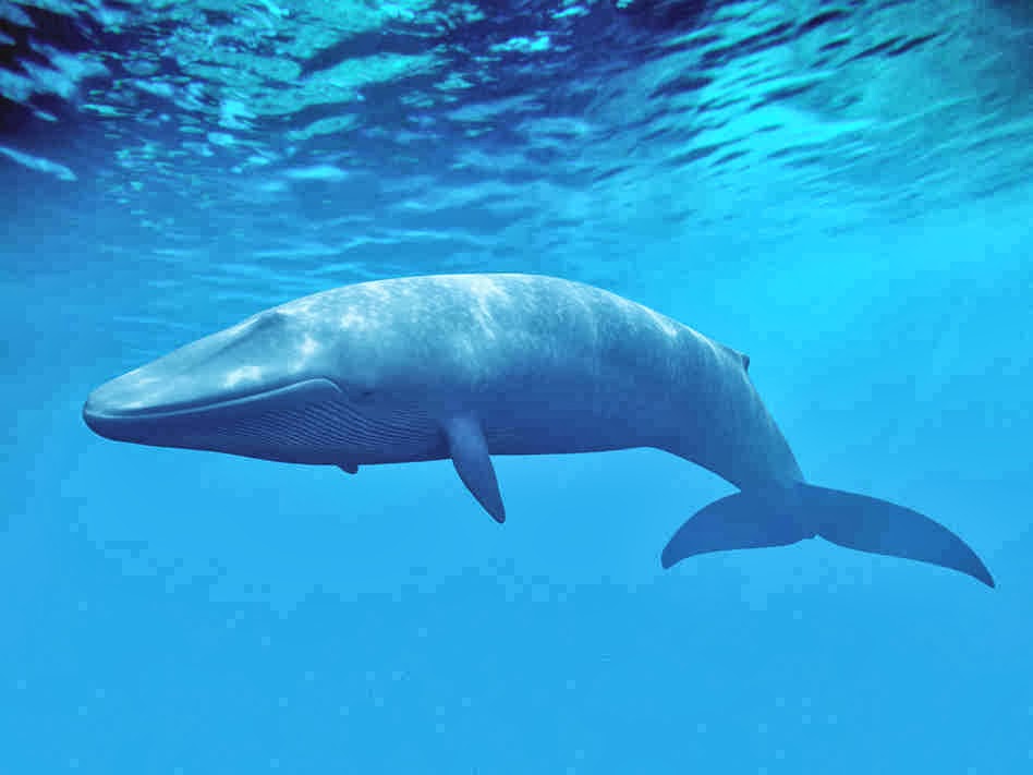 Blue-Whale-4.jpg