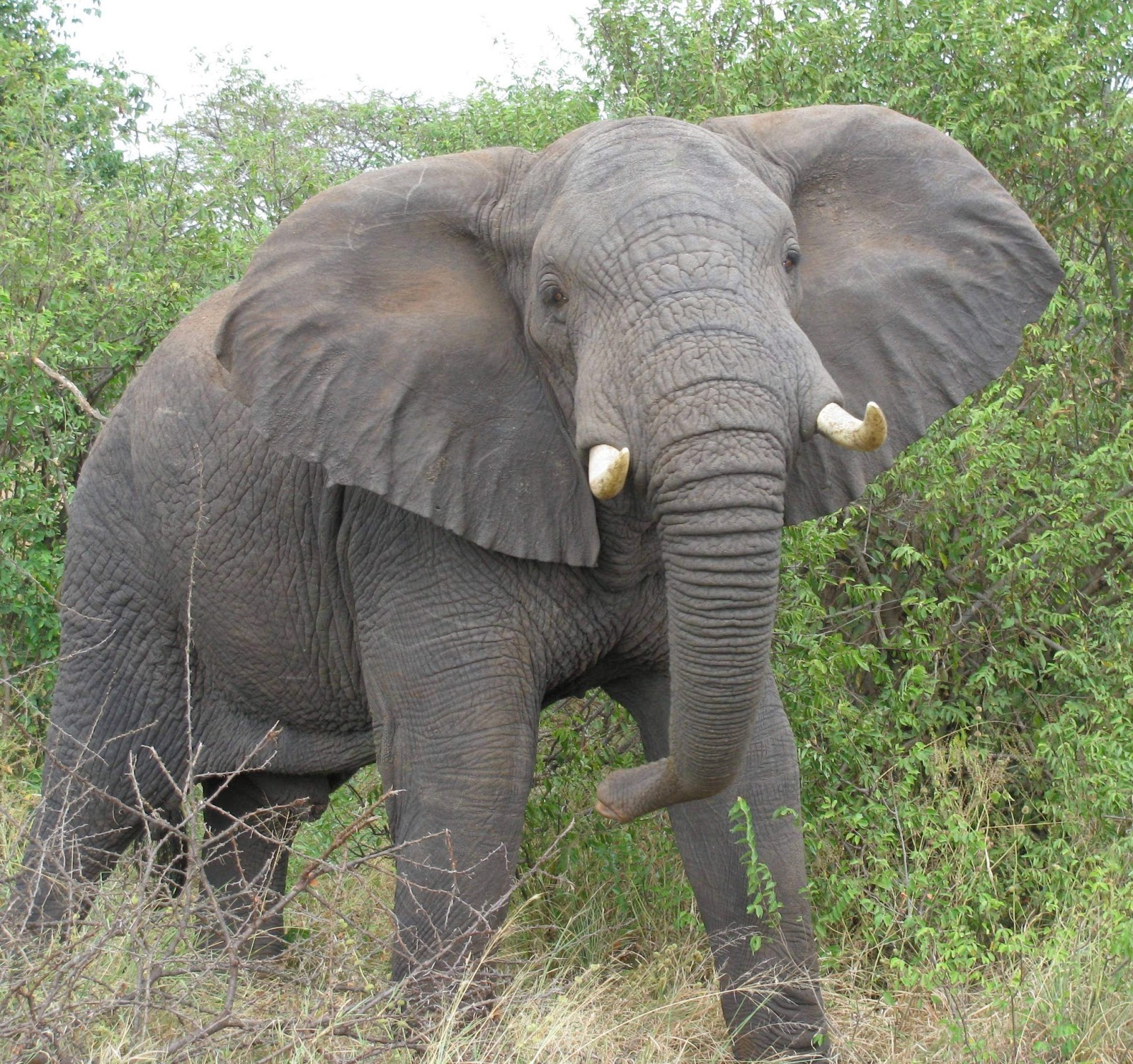 elephant.JPG