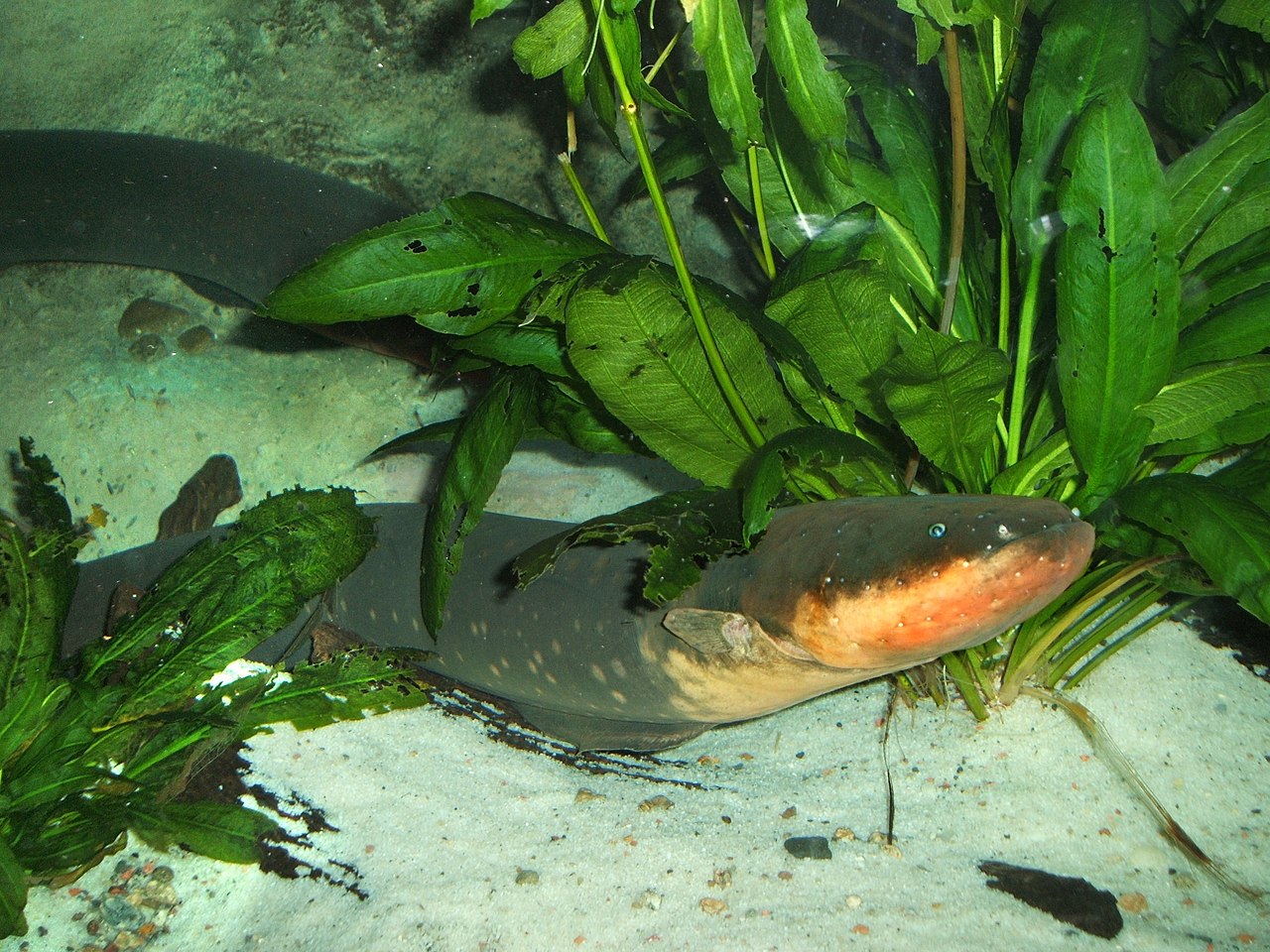 1280px-Electric-eel.jpg