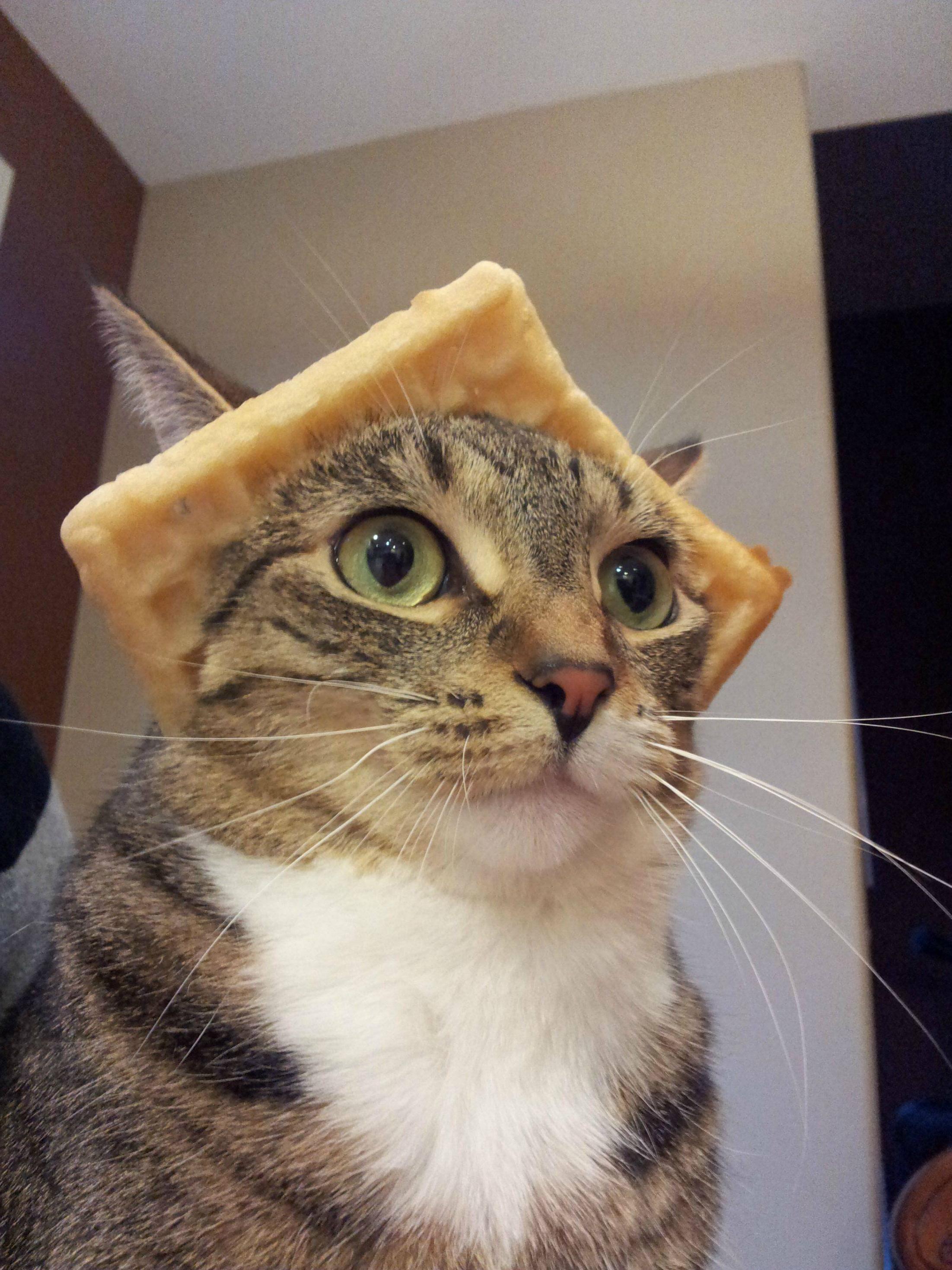 cat-waffle-hat-head-catwaffled-1399853980M.jpg